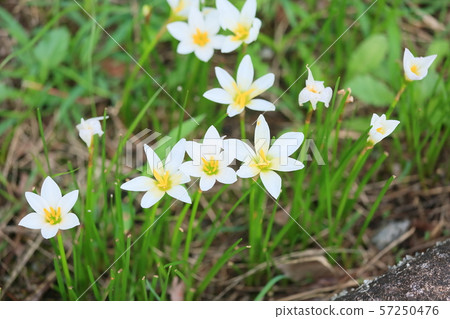 Flower of Thamas Dare 57250476