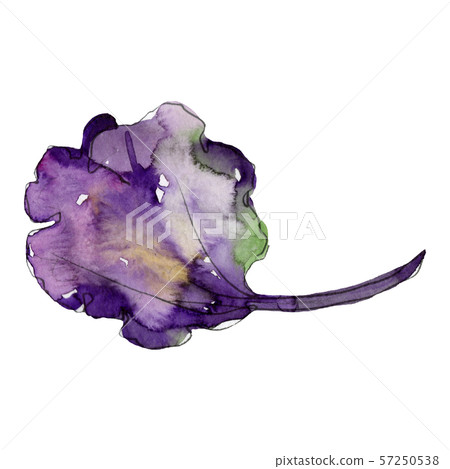 Purple basil leaf. Watercolor background illustration set. Isolated basil illustration element. 57250538