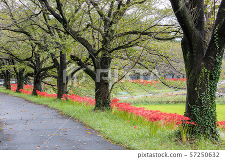 Minuma rice field, cluster amaryllis blooming along Minuma substitute water, autumn 57250632
