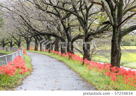 Minuma稻田，沿著Minuma替代水開花的群狀孤挺花，秋天 57250634