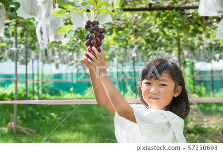 Elementary school girl hunting grapes 57250693