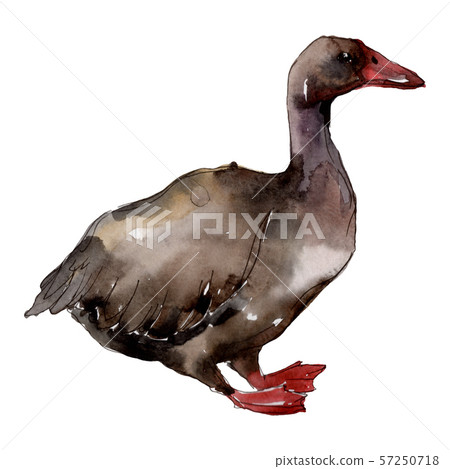 Goose farm animal isolated. Watercolor background illustration set. Isolated goose illustration Goose farm animal isolated. Watercolor background illustration set. Isolated goose illustration 57250718