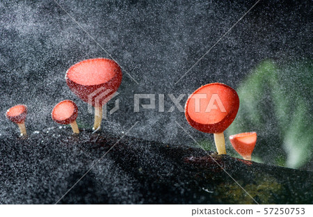 Fungi cup red Mushroom Champagne Cup or Pink burn cup 57250753
