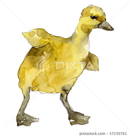 Duckling farm animal isolated. Watercolor background illustration set. Isolated duckling Duckling farm animal isolated. Watercolor background illustration set. Isolated duckling 57250761