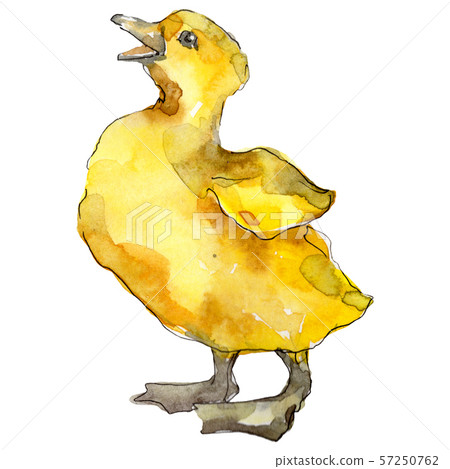 Duckling farm animal isolated. Watercolor background illustration set. Isolated duckling 57250762