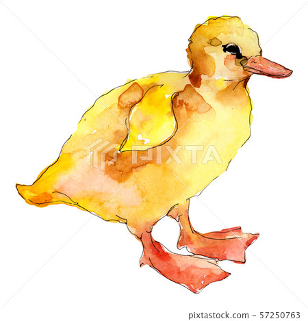 Duckling farm animal isolated. Watercolor background illustration set. Isolated duckling Duckling farm animal isolated. Watercolor background illustration set. Isolated duckling 57250763