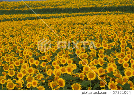 向日葵 向日葵 57251004