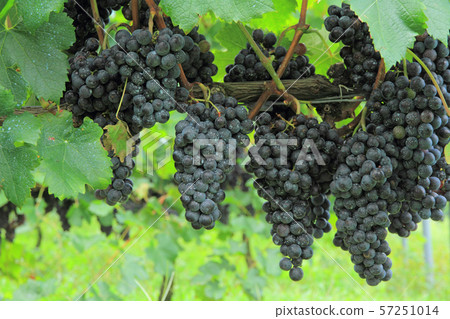 葡萄酒葡萄梅洛 57251014