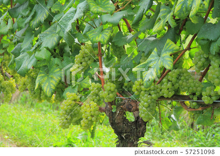 Wine grape Chardonnay 57251098
