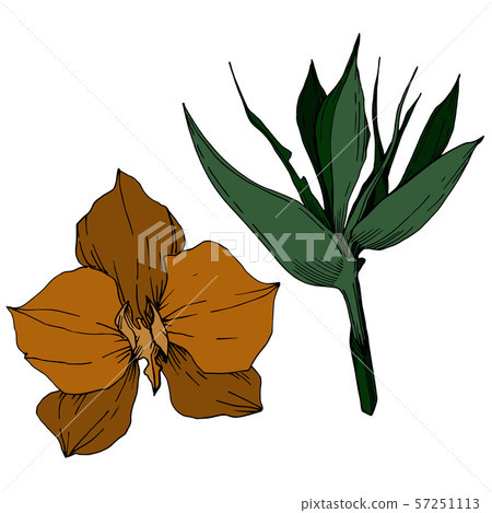 Vector Tropical flowers and leaves isolated. Black and white engraved ink art. Isolated plant Vector Tropical flowers and leaves isolated. Black and white engraved ink art. Isolated plant 57251113