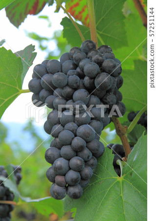 葡萄酒黑比諾葡萄酒 葡萄酒黑比諾葡萄酒 57251144