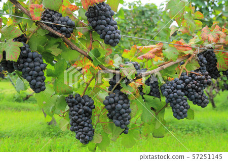 葡萄酒黑比諾葡萄酒 57251145