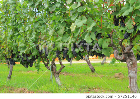 葡萄酒黑比諾葡萄酒 57251146