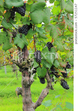 葡萄酒黑比諾葡萄酒 57251147