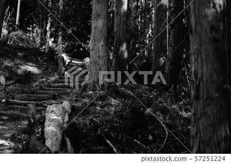 Fear image in the deep forest 57251224