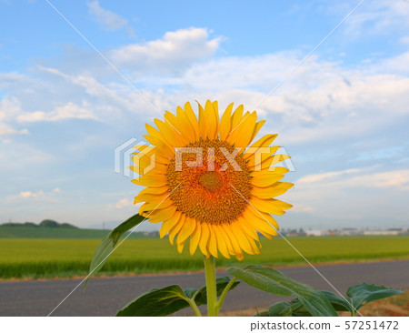 向日葵 57251472