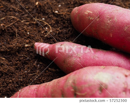 土壤背景和白薯,有機白薯在韓國 土壤背景和白薯,有機白薯在韓國 57252300