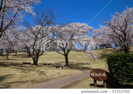 春天廣瀨公園(福島縣郡山市) 春天廣瀨公園(福島縣郡山市) 57252705