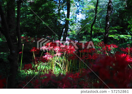 A rosary blooming in the remaining heat 57252861