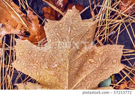 Autumn leaf on ground with raindrops Autumn leaf on ground with raindrops 57253772