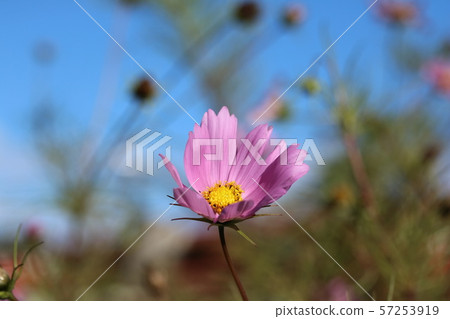 Winter flower cosmos Winter flower cosmos 57253919