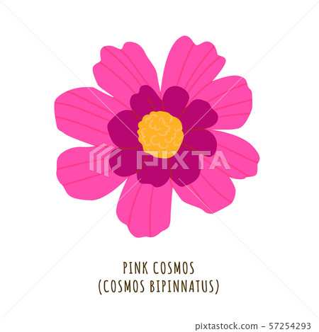 Pink cosmos tropical flower Pink cosmos tropical flower 57254293