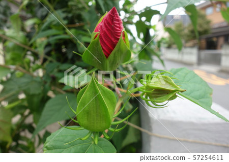紅芙蓉的芽 57254611