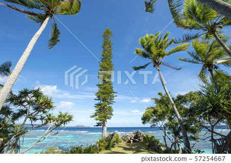 New Caledonia, Loyalty Islands, Male Island, Tadine Coast palm trees and cedar 57254667