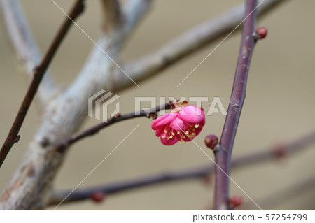 Red plum blossom begins to bloom 57254799
