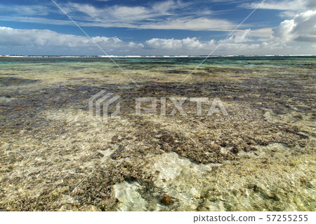 New Caledonia Loyalty Islands Male Island Coral Reef in Wabao Bay 57255255