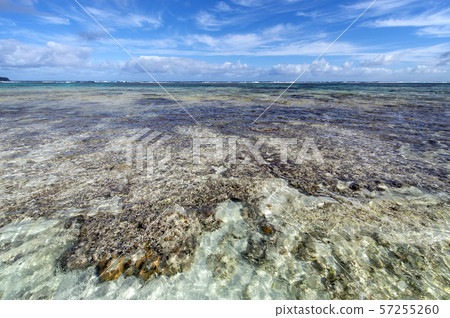 新喀裡多尼亞Loyalty Islands雄島珊瑚礁在Wabao灣 57255260