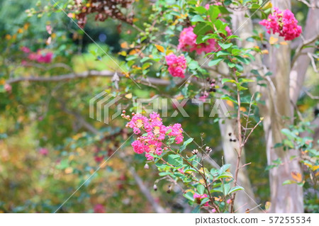 縐紗花 縐紗花 57255534