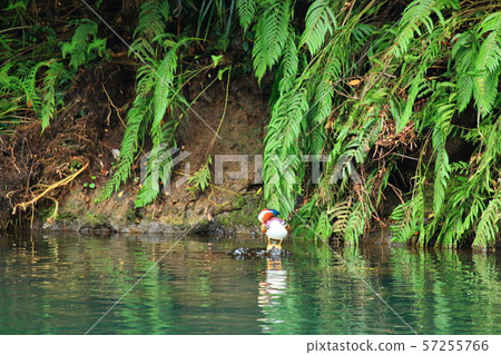 Cheonjiyeon Waterfall, Migratory Birds, Waterfall, Duck, Mandarin Duck, Water Duck, Night View, 57255766