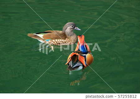 Cheonjiyeon Waterfall, Migratory Birds, Waterfall, Duck, Mandarin Duck, Water Duck, Night View, 57255812