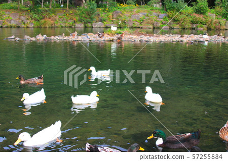 Cheonjiyeon Waterfall, Migratory Birds, Waterfall, Duck, Mandarin Duck, Water Duck, Night View, Cheonjiyeon Waterfall, Migratory Birds, Waterfall, Duck, Mandarin Duck, Water Duck, Night View, 57255884