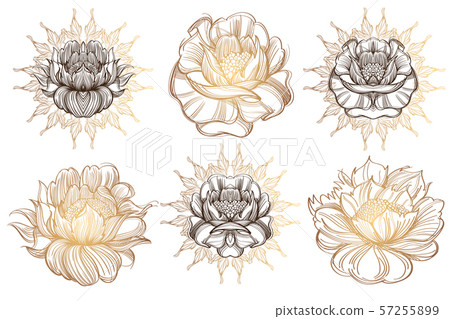 Botanical graphics. Peonies. A set of illustrations with buds, blossoming flowers and leaves. Botanical graphics. Peonies. A set of illustrations with buds, blossoming flowers and leaves. 57255899