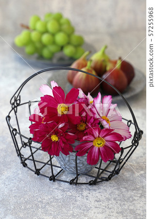 Cosmos and fruit 57255968