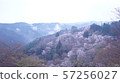 A thousand cherry blossoms under Mt. Yoshino, Nara Prefecture, surrounded by a sea of clouds 57256027