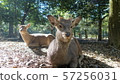 Nara Park Deer 57256031