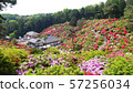 Tokyo Ome Shiofune Kannonji Azalea Festival 57256034