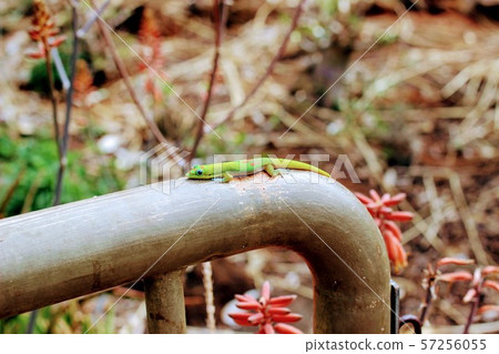 Lizards in Hawaii 57256055