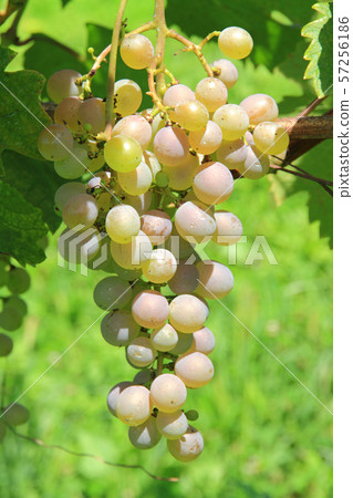 葡萄酒Koshu 57256186