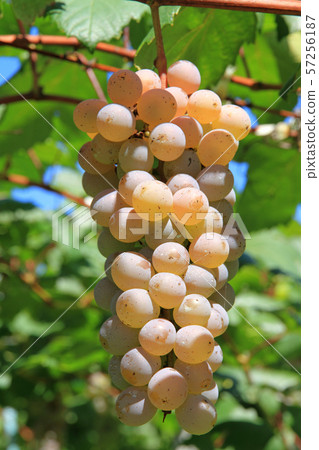 Wine grape Koshu Wine grape Koshu 57256187