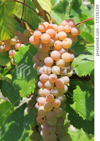 Wine grape Koshu Wine grape Koshu 57256188