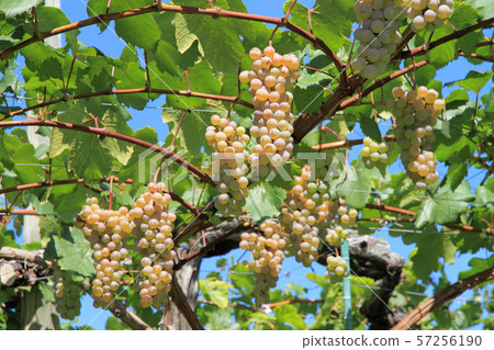 Wine grape Koshu 57256190