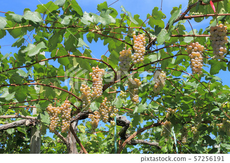 Wine grape Koshu 57256191