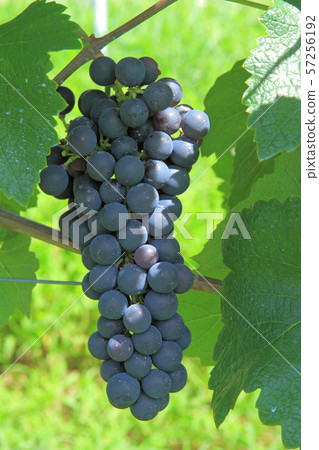 釀酒葡萄Muscat Belie A. 57256192