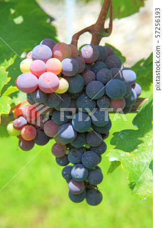 在著色期間的葡萄酒赤霞珠 57256193