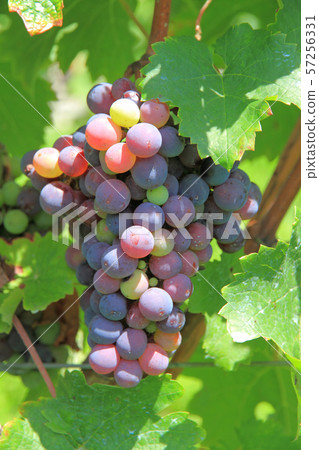 釀酒葡萄品麗珠 57256331