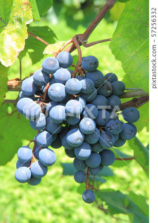 葡萄酒黑色女王 57256332